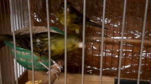 Процесс разведения канареек .