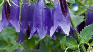 Колокольчики в саду: сорта и их характеристики