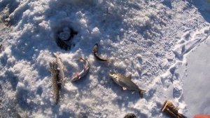 РЫБАЛКА НА ХАПУГУ ХЛОПОК. ПОЛНЫЕ ХАПУГИ ЩУКИ. Весенняя рыбалка на Амуре.