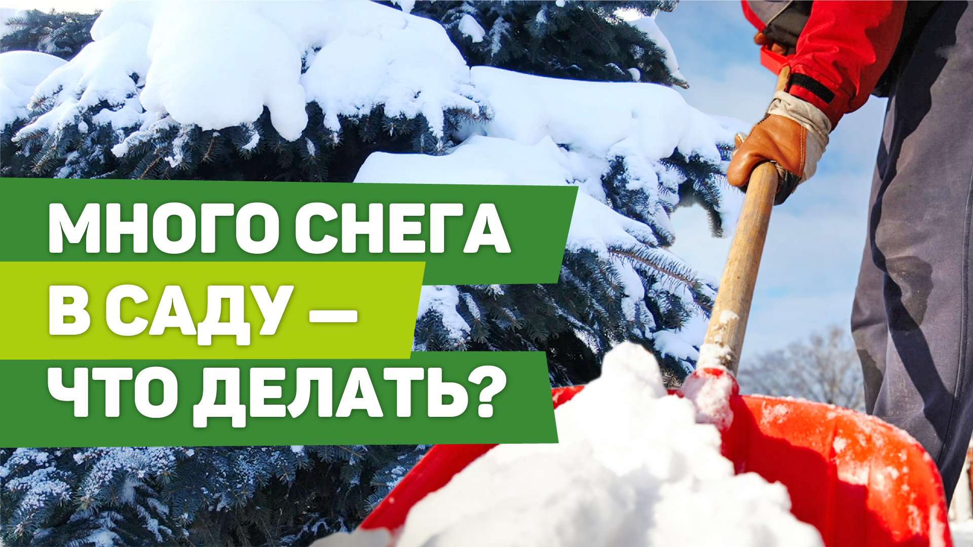 ПРОШЛИ ОБИЛЬНЫЕ СНЕГОПАДЫ. Каким растениям это на пользу, а кому нужно помочь смотреть онлайн