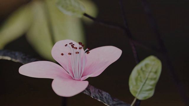 Flower timelapse for Women's Day - 3D смотреть онлайн