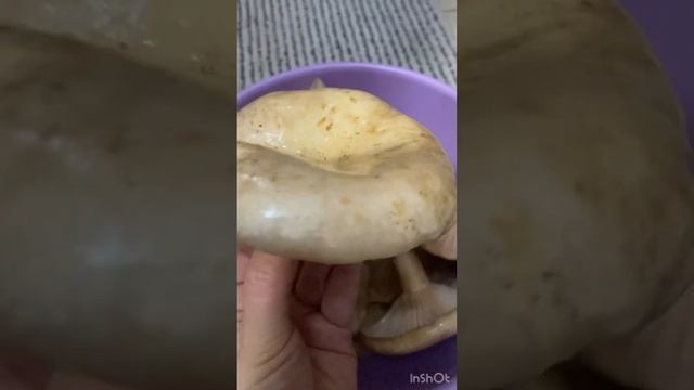 Тайные царства оккультный тайм-аут