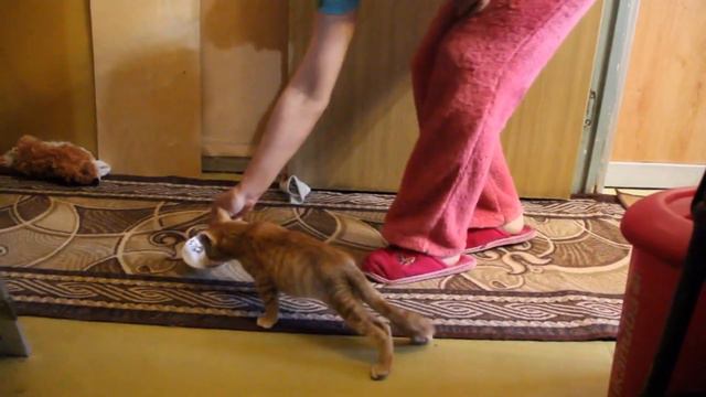 Ярик. История упорства и веры в себя смотреть онлайн