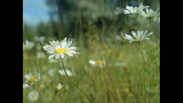 РОМАШКОВАЯ..... смотреть онлайн