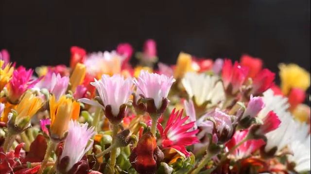 Het ontwaken van IJsbloemen смотреть онлайн