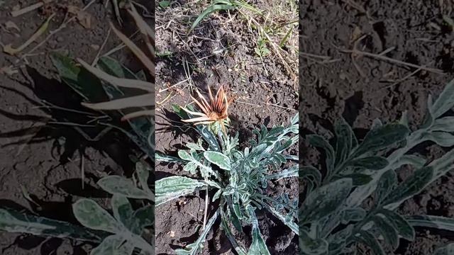 VID-20220429-WA0012.mp4 смотреть онлайн
