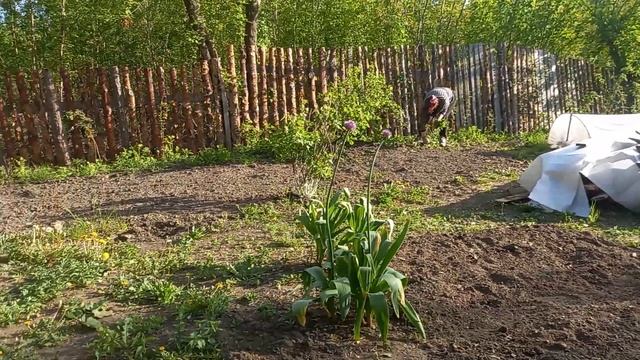 Коптим курицу перед рыбалкой.19 мая 2023 г. смотреть онлайн