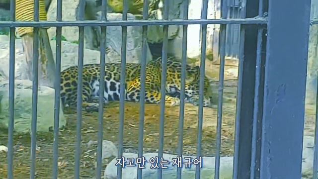 (sub)과천 여행 브이로그 - 서울대공원 동물원에서 동물 보면서 힐링한 영상 смотреть онлайн