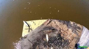 Удачная рыбалка на кастинговую сеть. Открытие сезона 2021 года.