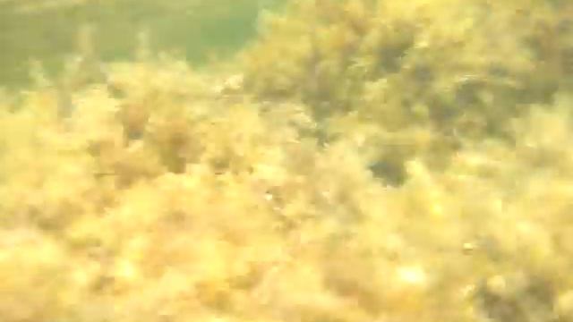 Утриш. Змея поймала рыбу смотреть онлайн