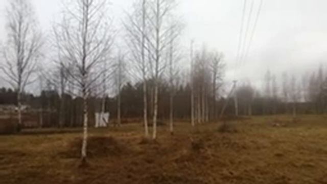 Какие деревья стоит оставлять и не спиливать при расчистке своего участка. смотреть онлайн