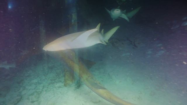 Alimatha Resort Night Dive
