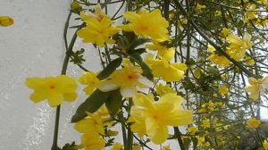 А. Сальери. Симфония ре-мажор (D-dur) "Il giorno onomastico" ("Именинная"), 2 часть -  Larghetto.