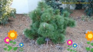 Сосна тунберга Саенара. Краткий обзор, описание характеристик, где купить pinus thunbergii Sayonara