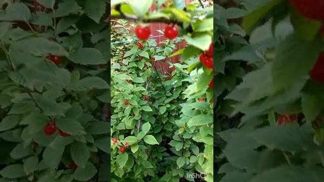 Войлочная вишня в саду. смотреть онлайн