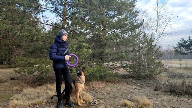 Как отучить собаку кусать поводок | Что делать если щенок грызет поводок смотреть онлайн