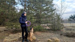 Как отучить собаку кусать поводок  | Что делать если щенок грызет поводок