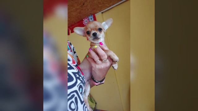 Ален Делон продажа чихуахуа цена в видео, ПИТОМНИК Кастропуло Крым 89787458062 доставка, смотреть онлайн