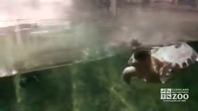 Batagur Turtles Swimming at Cleveland Metroparks Zoo смотреть онлайн