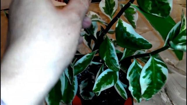 ??ПЕДИЛАНТУС ПЕСТРОЛИСТЫЙ. Давайте знакомиться. Thymaloid pedilanthus. смотреть онлайн