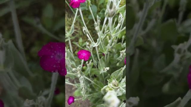 #купилидачу #цветы #обзор Как поют птицы 24/7 | Жизнь в деревне смотреть онлайн