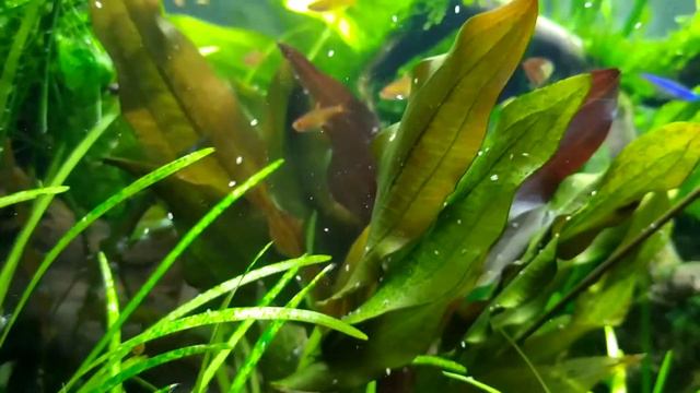 neon fish dance танец неонов и тетр Аманда креветки смотреть онлайн