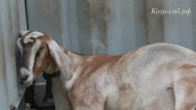 Нубийская коза Филия рождение козлят смотреть онлайн