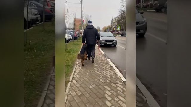 Уроки Дрессировка Послушание. Немецкая овчарка Урс смотреть онлайн