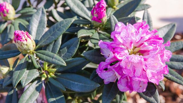 SLPC Quick Tip // Southgate Breeze™ смотреть онлайн