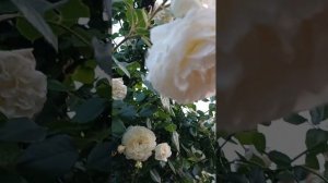 Обзор розы Клер Остин