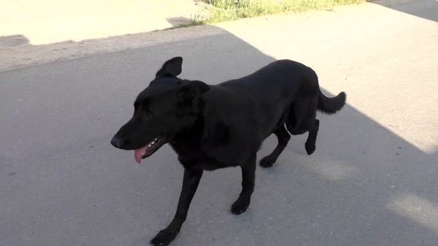 Послушный Блэк Черная Восточноевропейская овчарка Black East European Shepherd. смотреть онлайн