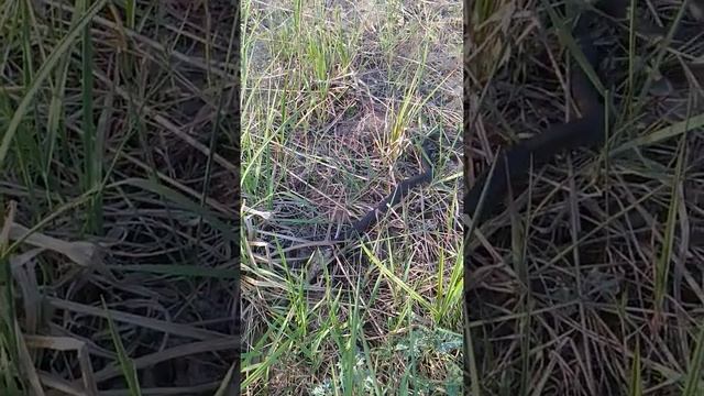 Ужин ужа. Уж ест рыбу