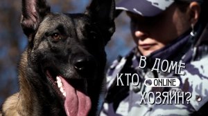 ЭТИ СОБАКИ ЕЖЕДНЕВНО РИСКУЮТ СВОЕЙ ЖИЗНЬЮ!