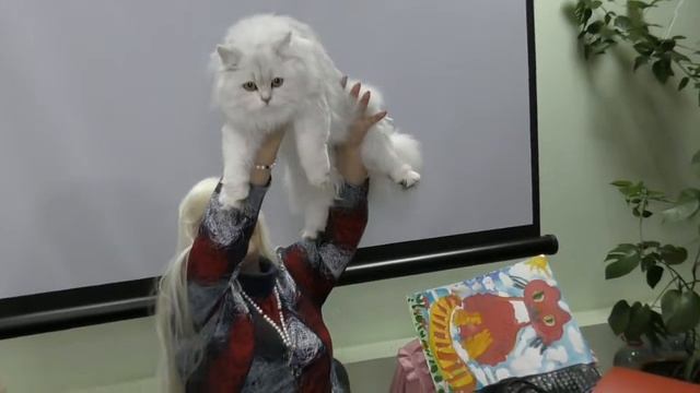 Презентация шотландской кошки скоттиш-фолд-страйт-хэри ЗАБАВА СЕРЕБРЯНЫЙ КОГОТЬ смотреть онлайн