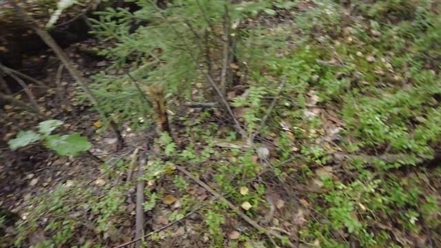 Белые и лисички в конце августа.Ядовитая змея оказалась рядом с рукой! смотреть онлайн