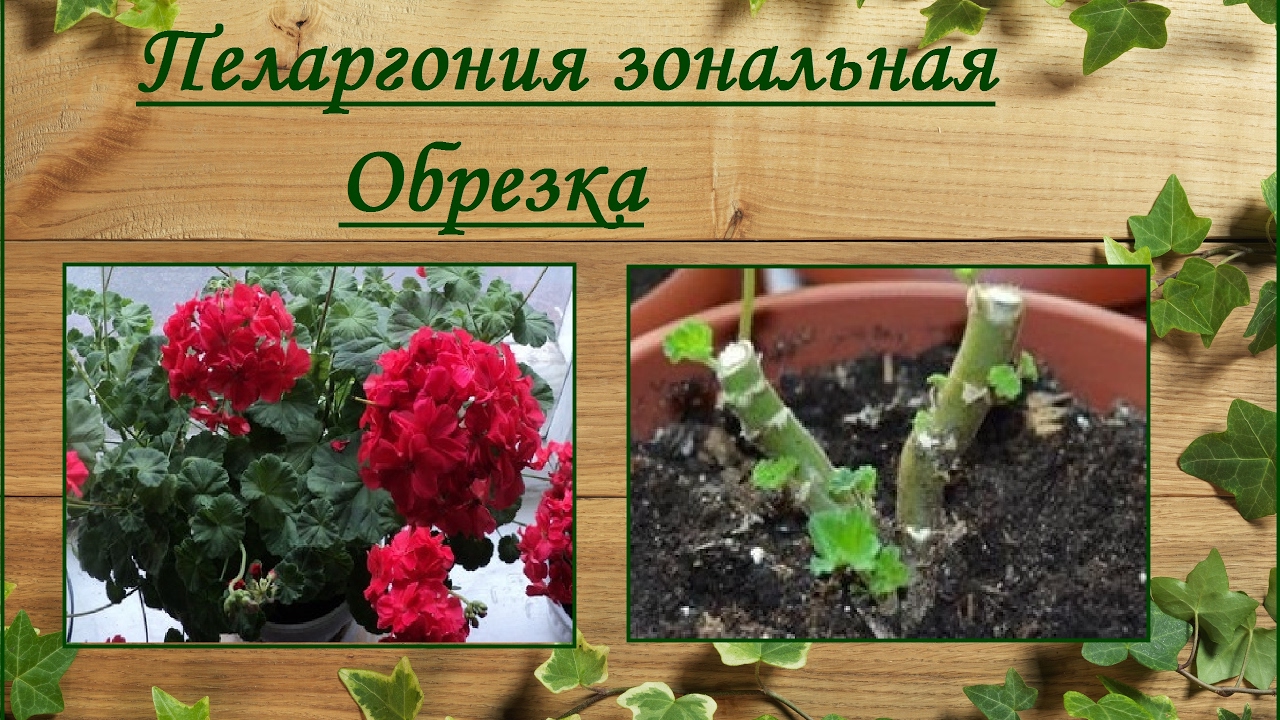 Пеларгония зональная весенняя обрезка смотреть онлайн
