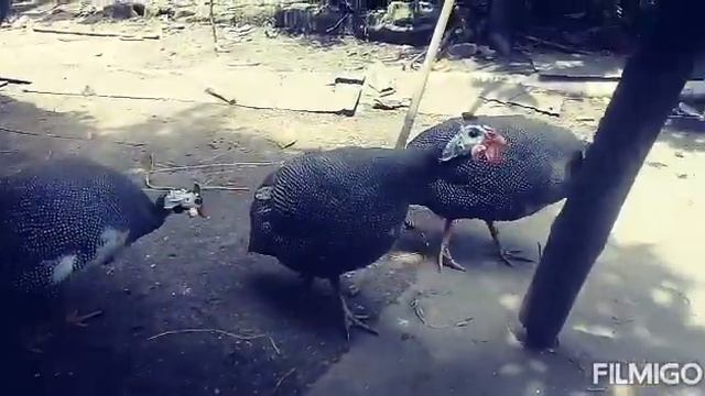 gallina de guinea (Numida meleagris) смотреть онлайн