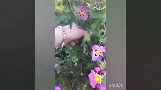 The Hawian Woodrose? смотреть онлайн