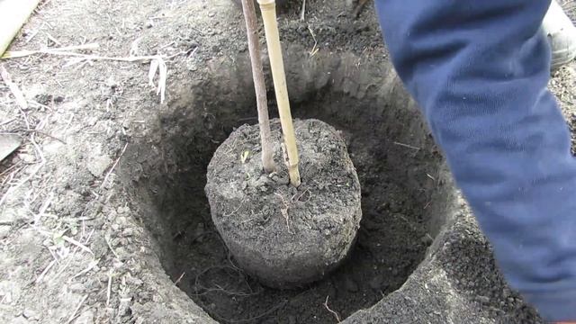 Как посадить саженец хурмы. смотреть онлайн