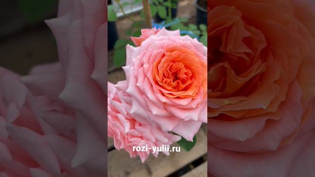 «Институт Люмьер» саженцы роз Массада🥀 Каталог rozi-yulii.ru🥀 #саженцыроз #розывсаду #растения смотреть онлайн