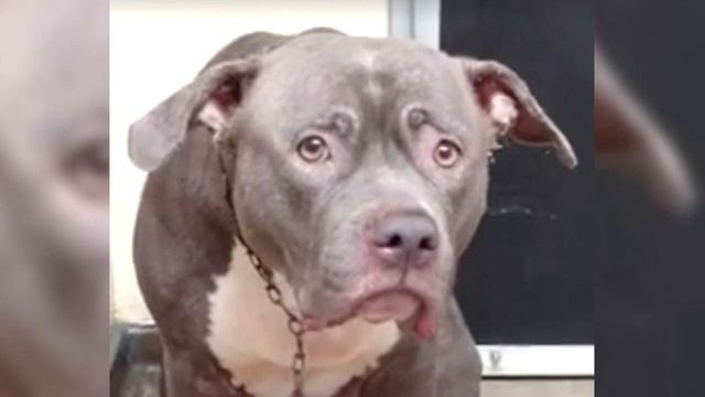 Собака понимает что хозяева ее бросили. Реакция собаки заставила рыдать всех сотрудников приюта... смотреть онлайн