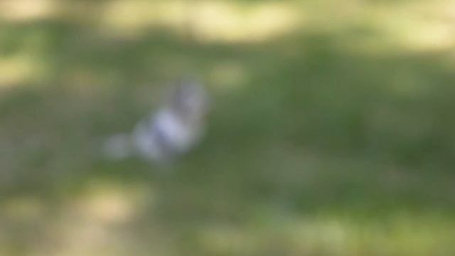 Габон Барон: Документы на собаку смотреть онлайн