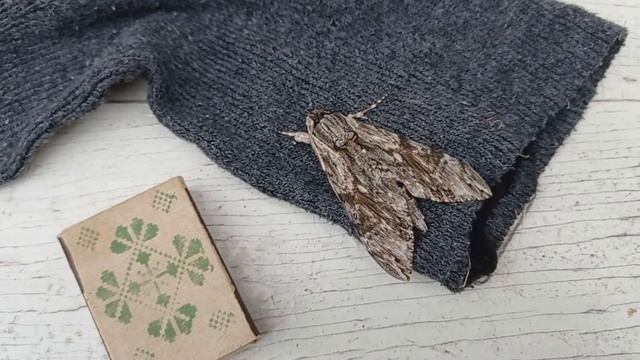 Большая моль? Совка? O_O смотреть онлайн