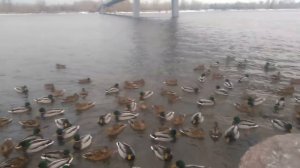 Утки зимой едят огурцы