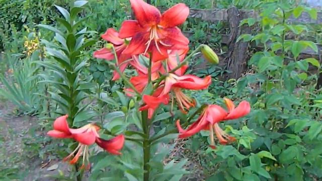 Лилия Строуберри Эвент, Азиатский гибрид. смотреть онлайн