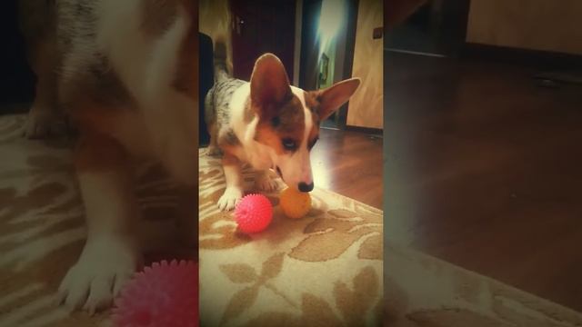 Вельш Корги Кардиган. С Новым Годом . Прикол, Мастеркард.) смотреть онлайн