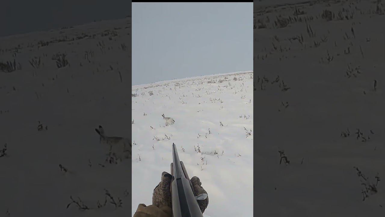 Новогодний заяц #охота #охотаназайца смотреть онлайн