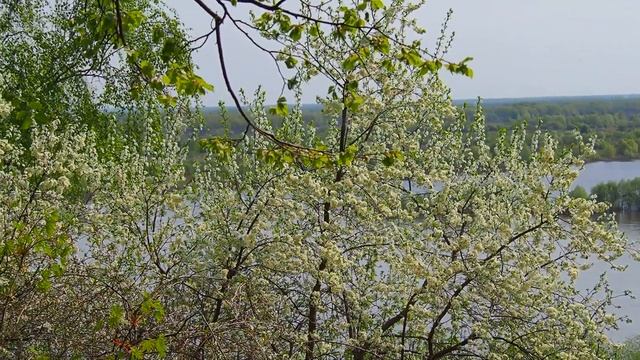 Проезд Кирова в Муроме, 15 мая 2021, Street Proezd Kirov in Murom, May 15, 2021 смотреть онлайн