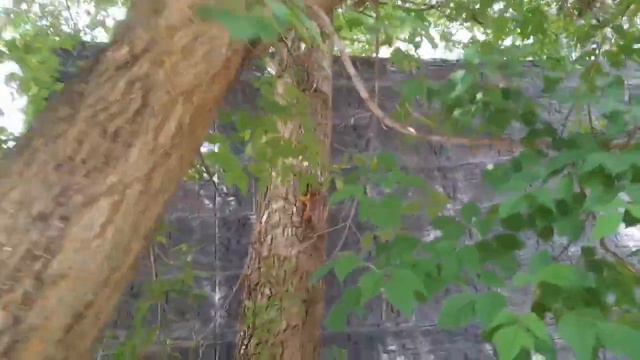 Белка добычу тащит к себе на деревья Сормовский Парк Нижний Новгород смотреть онлайн