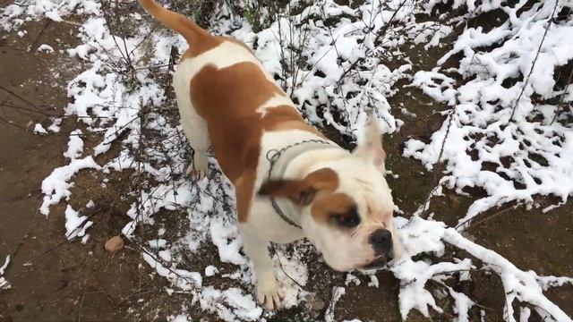 Американский бульдог Вула!Лучший представитель породы!/AmericanbulldogMinskBelarus/ смотреть онлайн